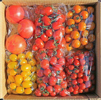 【ふるさと納税】【先行受付】新鮮 採れたて トマト 食べ比べセット 3kg（500g×6袋） [ マルヨシ園芸 山梨県 中央市 ] とまと 野菜 食べ比べ 3キロ 季節限定 数量限定 【2026年1月上旬～5月下旬発送予定】 - 画像2