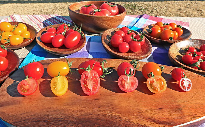 【ふるさと納税】【先行受付】新鮮 採れたて トマト 食べ比べセット 3kg（500g×6袋） [ マルヨシ園芸 山梨県 中央市 ] とまと 野菜 食べ比べ 3キロ 季節限定 数量限定 【2026年1月上旬～5月下旬発送予定】 - 画像3