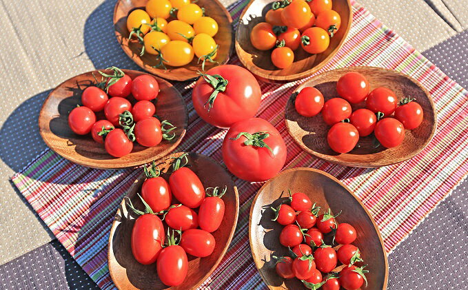 【ふるさと納税】【先行受付】新鮮 採れたて トマト 食べ比べセット 1kg（250g×4袋） [ マルヨシ園芸 山梨県 中央市 ] とまと 野菜 食べ比べ 1キロ 季節限定 数量限定 【2026年1月上旬～5月下旬発送予定】 - 画像3