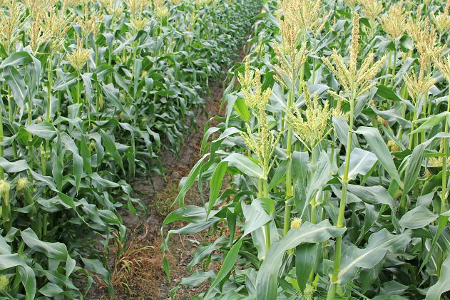 【ふるさと納税】【期間限定発送】甘々娘 約5kg （12本 ～ 15本 ） [泉農園 山梨県 中央市 21470731] とうもろこし トウモロコシ スイートコーン コーン 新鮮 野菜 期間限定 季節限定 山梨県 中央市 【2026年6月上旬発送予定】 - 画像3