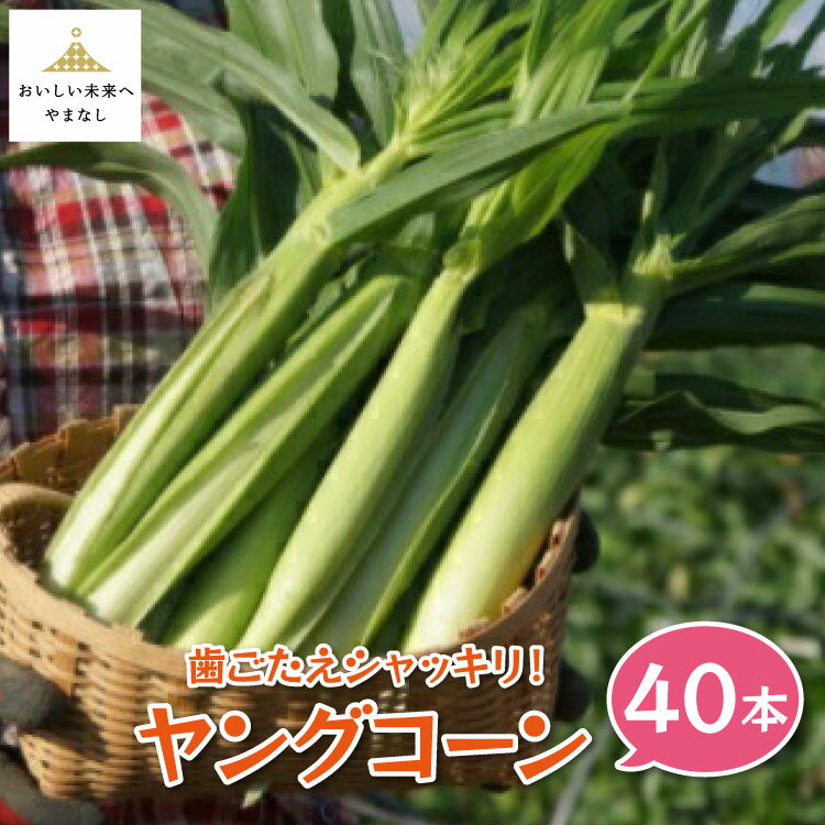 【期間限定発送】 とうもろこし 歯ごたえシャッキリ ! ヤングコーン 40本 2kg [しゃんと畑 山梨県 中央市] 野菜 トウモロコシ コーン ベビーコーン 皮付き 【2026年5月下旬～6月上旬発送予定】