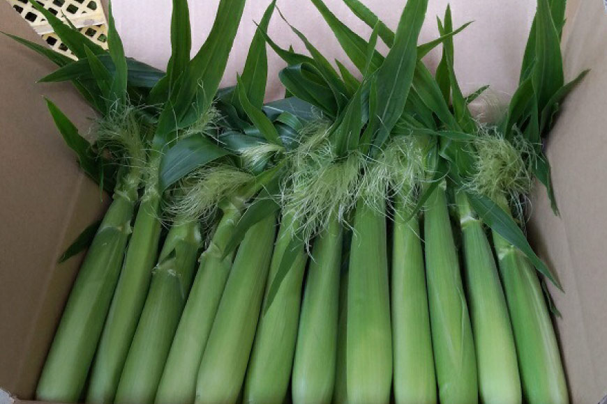 【ふるさと納税】【期間限定発送】 とうもろこし 歯ごたえシャッキリ ! ヤングコーン 40本 2kg [しゃんと畑 山梨県 中央市] 野菜 トウモロコシ コーン ベビーコーン 皮付き 【2026年5月下旬～6月上旬発送予定】 - 画像3