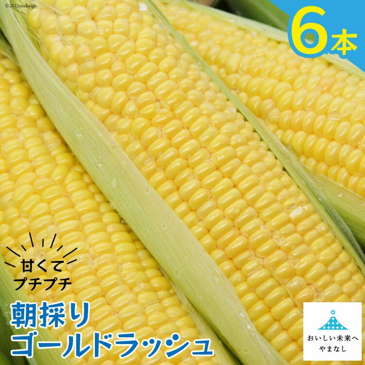 【期間限定発送】 とうもろこし 朝採り 即出荷 甘くてプチプチ ゴールドラッシュ 6本 [しゃんと畑 山梨県 中央市] 野菜 トウモロコシ コーン 甘い 産地直送 とれたて 【2026年6月上旬～7月上旬発送予定】