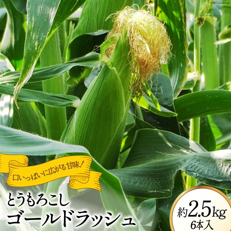 とうもろこし ゴールドラッシュ 約2.5kg 6本入 [JAふえふき 山梨県 中央市] やさい 野菜 トウモロコシ コーン 2.5キロ 6本 季節限定 期間限定 数量限定 山梨 山梨県産 【2026年6月上旬～7月上旬発送予定】