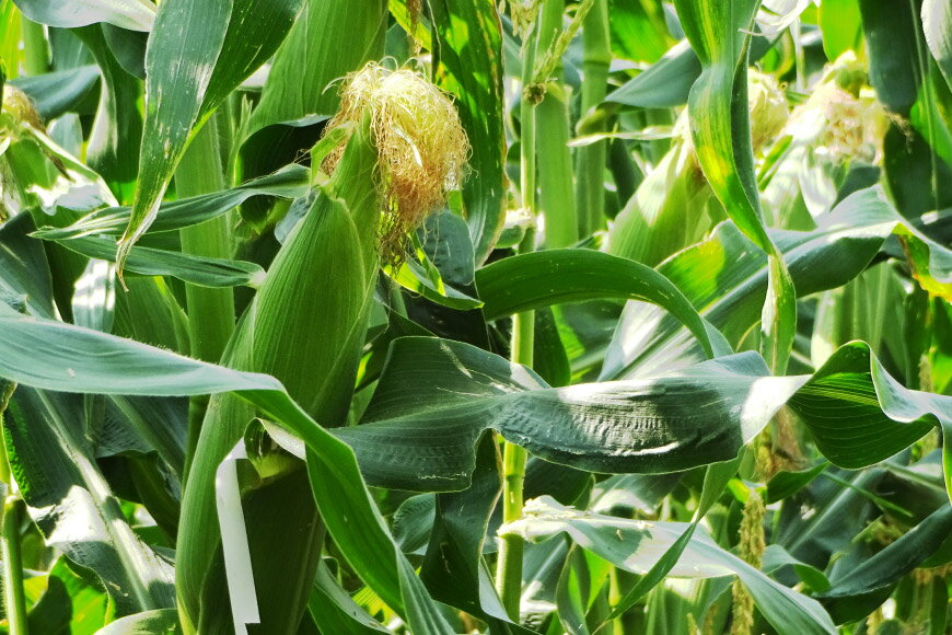 【ふるさと納税】とうもろこし ゴールドラッシュ 約2.5kg 6本入 [JAふえふき 山梨県 中央市] やさい 野菜 トウモロコシ コーン 2.5キロ 6本 季節限定 期間限定 数量限定 山梨 山梨県産 【2026年6月上旬～7月上旬発送予定】 - 画像2