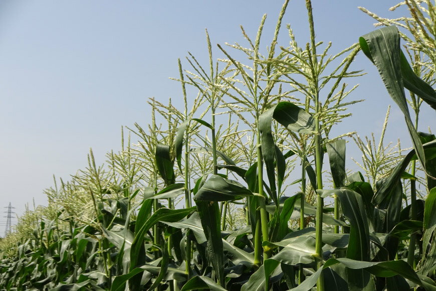 【ふるさと納税】とうもろこし ゴールドラッシュ 約2.5kg 6本入 [JAふえふき 山梨県 中央市] やさい 野菜 トウモロコシ コーン 2.5キロ 6本 季節限定 期間限定 数量限定 山梨 山梨県産 【2026年6月上旬～7月上旬発送予定】 - 画像3