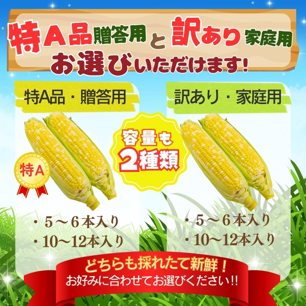 【ふるさと納税】 とうもろこし 甘々娘 かんかんむすめ 選べる 容量 贈答用 家庭用 訳あり 特A品 市川三郷町 株式会社 アグリ甲斐 - 画像3