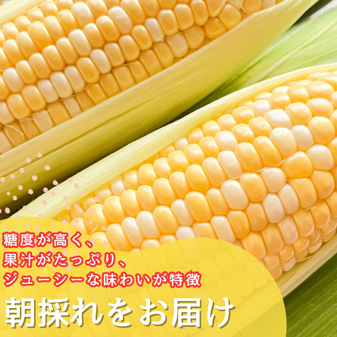 【ふるさと納税】2026年6月中旬から発送【朝採り】ドルチェドリーム　6本入り（約2.5kg）　ヒルサイドオーチャード[5839-2088] - 画像3