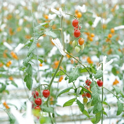 【ふるさと納税】カピオトマトセレクトLサイズ(おまかせ2〜3品種の詰め合わせ1kg)【1460268】 - 画像2