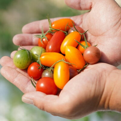 【ふるさと納税】カピオトマトセレクトLサイズ(おまかせ2〜3品種の詰め合わせ1kg)【1460268】 - 画像3