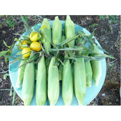 【ふるさと納税】【令和8年11月より順次発行】先行予約　朝採り「冬もろこし」「ドルチェドリーム」10本以上　約5キロ【配送不可地域：離島・北海道・沖縄県・中国・四国・九州】【1570054】 - 画像2