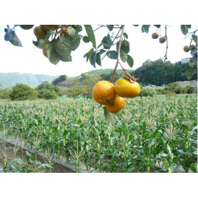 【ふるさと納税】【令和8年11月より順次発行】先行予約　朝採り「冬もろこし」「ドルチェドリーム」10本以上　約5キロ【配送不可地域：離島・北海道・沖縄県・中国・四国・九州】【1570054】 - 画像3