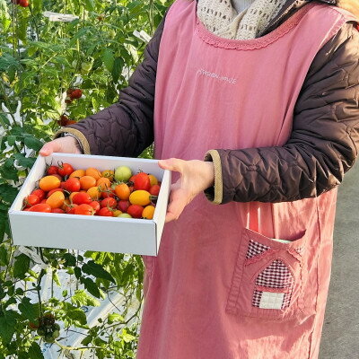 【ふるさと納税】【朝穫り】イナカカラミニトマト【高糖度セレクト】【配送不可地域：離島・沖縄県】【1706756】 - 画像2