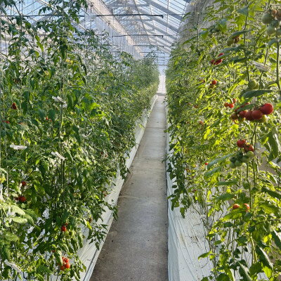 【ふるさと納税】【朝穫り】イナカカラミニトマト【高糖度セレクト】【配送不可地域：離島・沖縄県】【1706756】 - 画像3