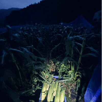 【ふるさと納税】【太陽の恵み】おひさまコーン【濃厚半生食感】2L(400g以上)を10～12本【配送不可地域：離島・北海道・沖縄県・中国・四国・九州】【1708602】 - 画像2