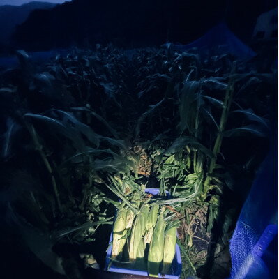 【ふるさと納税】【めちゃあま】ホイップコーン【濃厚半生食感】2L(400g以上)を10～12本【配送不可地域：離島・北海道・沖縄県・中国・四国・九州】【1708603】 - 画像2