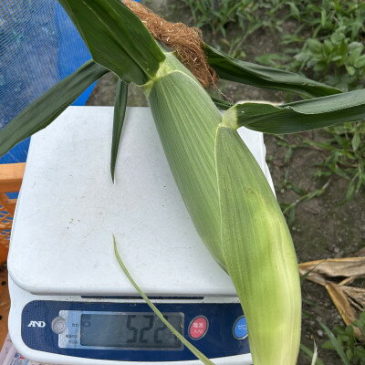 【ふるさと納税】【めちゃあま】ホイップコーン【濃厚半生食感】2L(400g以上)を10～12本【配送不可地域：離島・北海道・沖縄県・中国・四国・九州】【1708603】 - 画像3