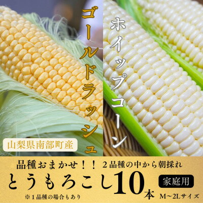【山梨県南部町産】品種おまかせ!!朝採りとうもろこし10本　※ご家庭用【配送不可地域：離島】【1714725】