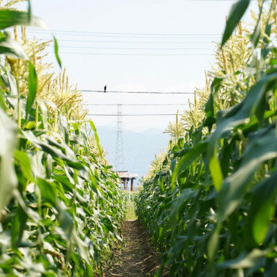 【ふるさと納税】【山梨県南部町産】品種おまかせ!!朝採りとうもろこし10本　※ご家庭用【配送不可地域：離島】【1714725】 - 画像2