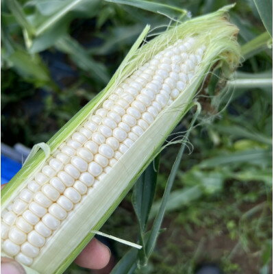 【ふるさと納税】【山梨県南部町産】品種おまかせ!!朝採りとうもろこし10本　※ご家庭用【配送不可地域：離島】【1714725】 - 画像3