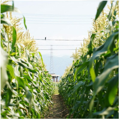 【ふるさと納税】【山梨県南部町産】品種おまかせ!!朝採りとうもろこし20本　※ご家庭用【配送不可地域：離島】【1714751】 - 画像2