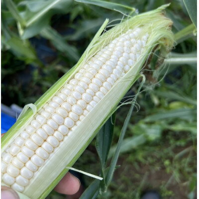 【ふるさと納税】【山梨県南部町産】品種おまかせ!!朝採りとうもろこし20本　※ご家庭用【配送不可地域：離島】【1714751】 - 画像3