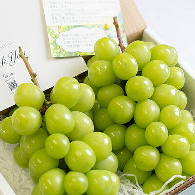 【ふるさと納税】【2026年発送分 先行予約】 シャインマスカット 1.2kg（2～3房） 8月中旬以降発送予定 フルーツ 山梨県産 果物 シャイン マスカット ぶどう ブドウ 大粒 種なし 産地直送 富士川町 先行予約（A5302） - 画像2