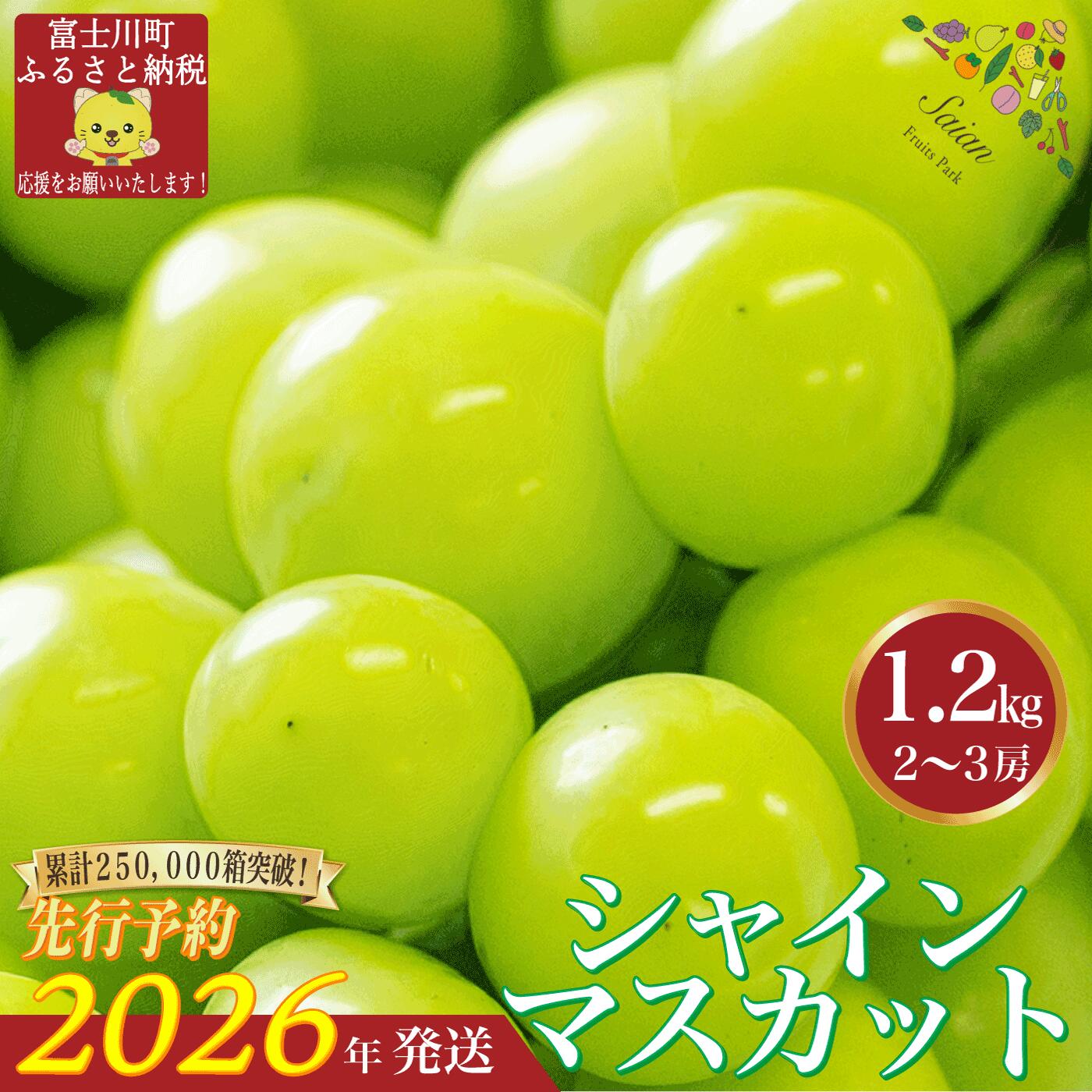 【2026年発送分 先行予約】 シャインマスカット 1.2kg（2～3房） 8月中旬以降発送予定 フルーツ 山梨県産 果物 シャイン マスカット ぶどう ブドウ 大粒 種なし 産地直送 富士川町 先行予約（A5302）