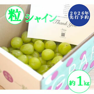 【2026年発送分 先行予約】【訳あり】 シャインマスカット 粒にて 約1kg　シャイン マスカット フルーツ 山梨県産 果物 くだもの ぶどう ブドウ 葡萄 大粒 種なし 産地直送 富士川町 家庭用 規格外 斎庵