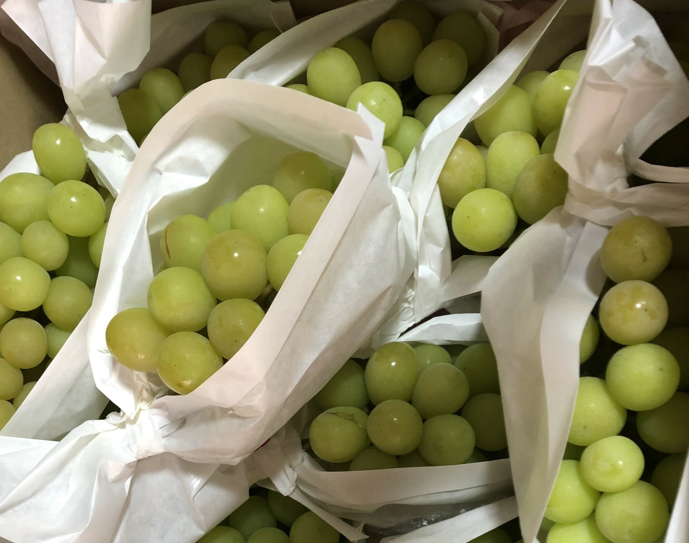 【ふるさと納税】【2026年発送分 先行予約】【訳あり】シャインマスカット 1.8kg～2kg (3～6房) 【8月下旬以降発送予定】 訳アリ 訳あり品 シャイン マスカット ぶどう ブドウ 葡萄 徳用 家庭用 ご家庭用 旬 新鮮 くだもの 果物 フルーツ 山梨 やまなし 富士川町 サムネイル3