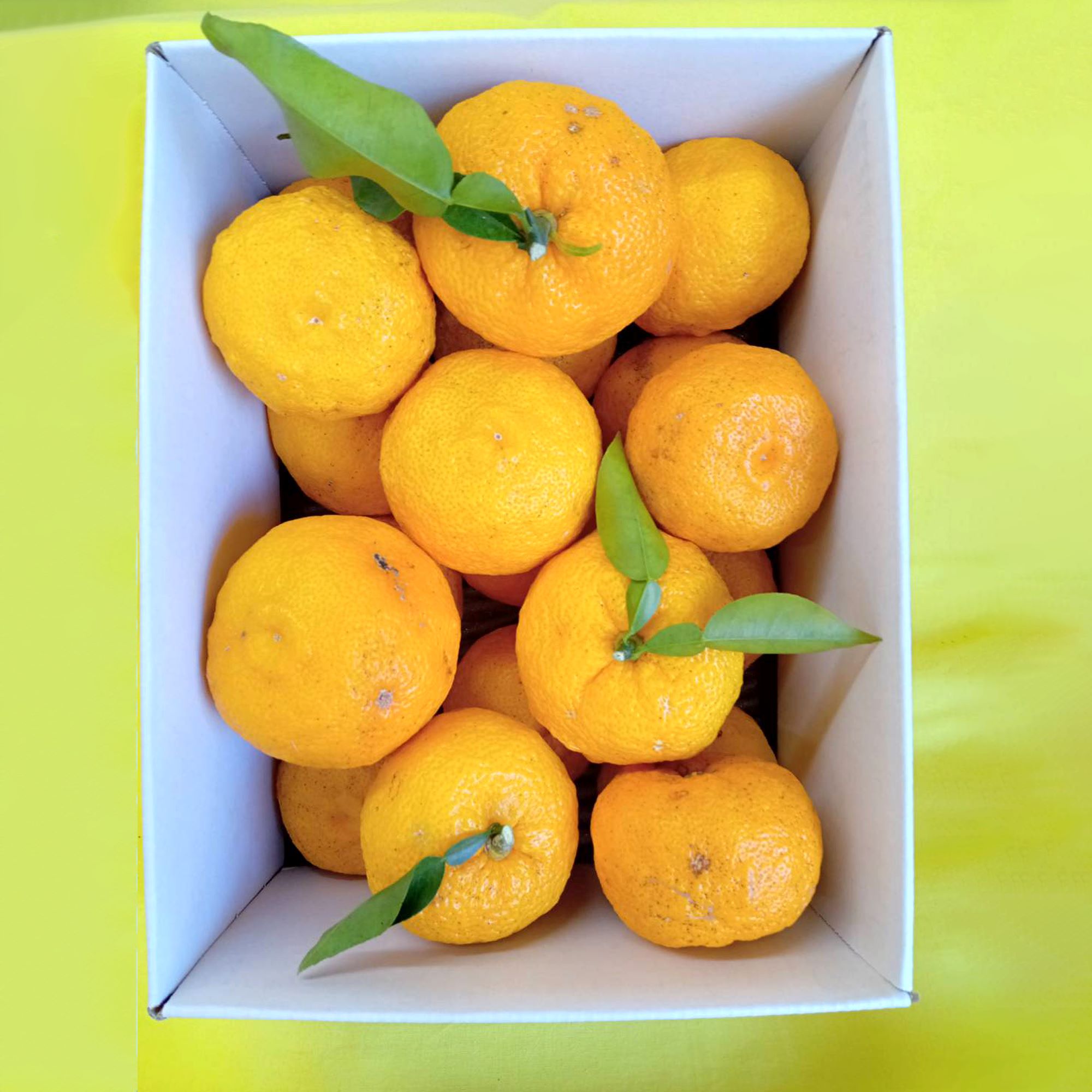 【2025年発送分】徳用ゆず 農家直送 フルーツとして食べられるゆず 約2.4kg バラ詰め 11月以降発送予定　えぐみの無い柚子本来の味　ゆず 柚子 ユズ 柚 生ゆず 生ユズ 家庭用