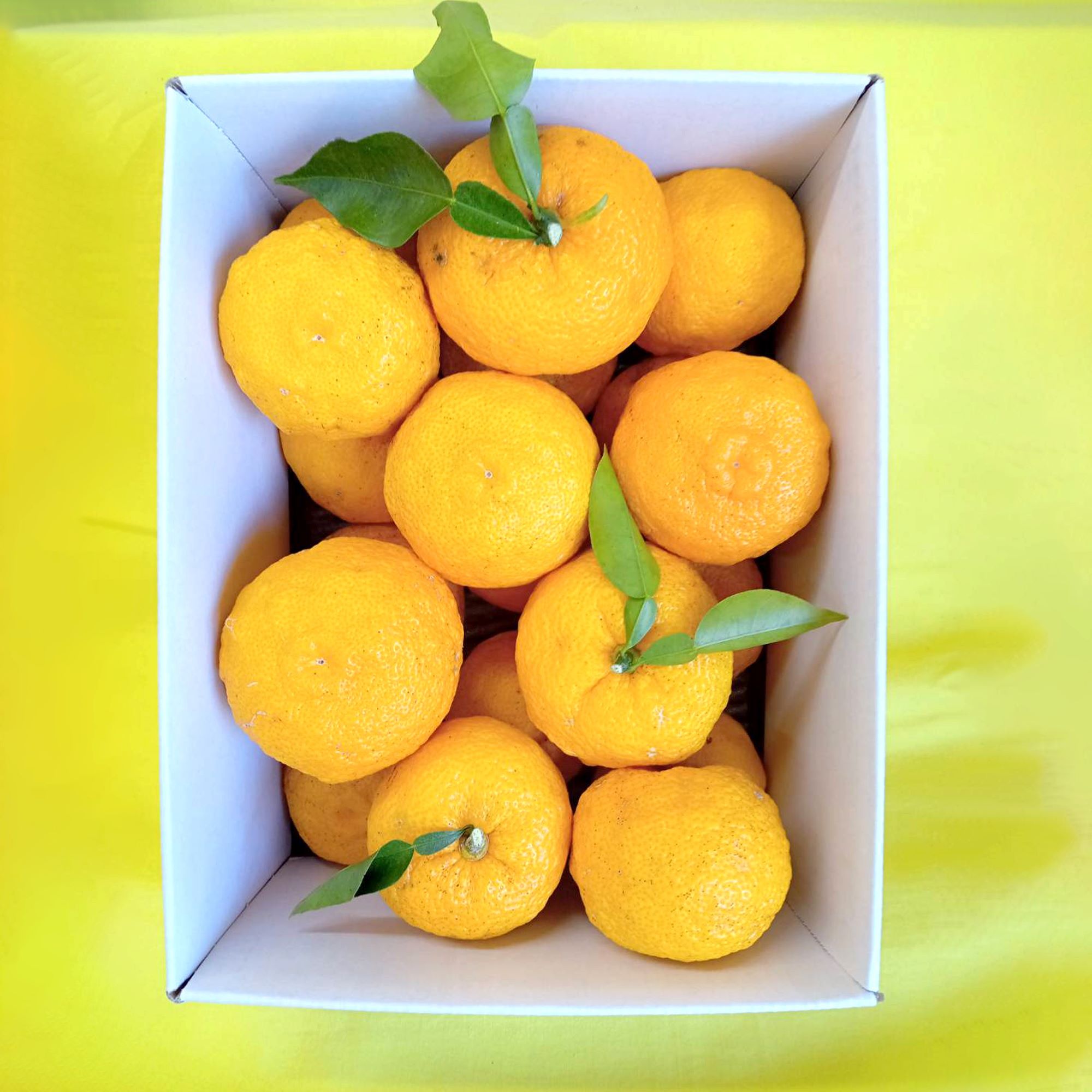 【2025年発送分】ゆず（優良品）フルーツとして食べられるゆず 約2.4kg 11月以降発送予定　えぐみの無い柚子本来の味　ゆず 柚 ユズ 柚子 生ゆず 生ユズ