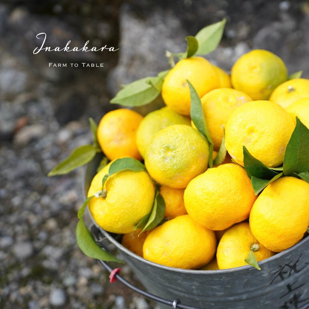 【ふるさと納税】【2025年発送分】富士川町産 ゆず 約2kg　産地直送 穂積の柚子 マーマレードにも 柚子 ユズ 山梨 やまなし 富士川町【A5402】 サムネイル3