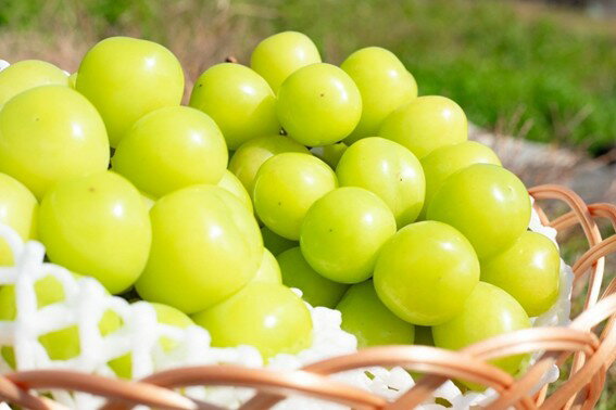 【ふるさと納税】【2026年先行予約】【2回定期便】頬張る幸福感 ～緑の宝石・シャインマスカット～ 計2kg（1.0kg以上・2～3房を2回[9月上旬・下旬]お届け）　ぶどう 葡萄 ブドウ 定期便 2回 果物 くだもの フルーツ 山梨 やまなし 富士川町 シャインマスカットだけ サムネイル3