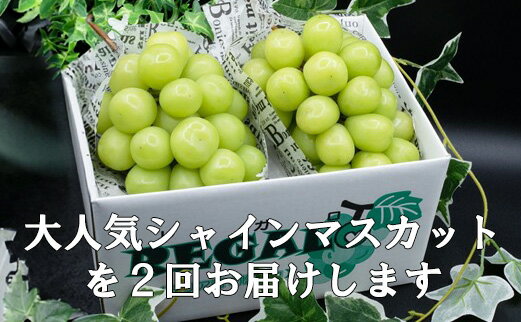 【ふるさと納税】【2026年先行予約】【2回定期便】頬張る幸福感 ～緑の宝石・シャインマスカット～ 計2kg（1.0kg以上・2～3房を2回[9月上旬・下旬]お届け）　ぶどう 葡萄 ブドウ 定期便 2回 果物 くだもの フルーツ 山梨 やまなし 富士川町 シャインマスカットだけ サムネイル2