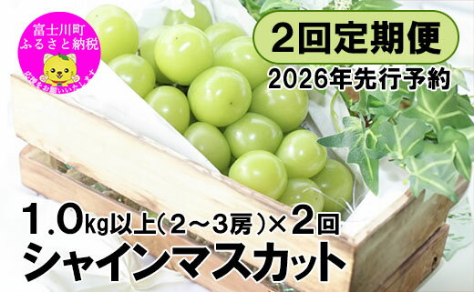 【2026年先行予約】【2回定期便】頬張る幸福感 ～緑の宝石・シャインマスカット～ 計2kg（1.0kg以上・2～3房を2回[9月上旬・下旬]お届け）　ぶどう 葡萄 ブドウ 定期便 2回 果物 くだもの フルーツ 山梨 やまなし 富士川町 シャインマスカットだけ