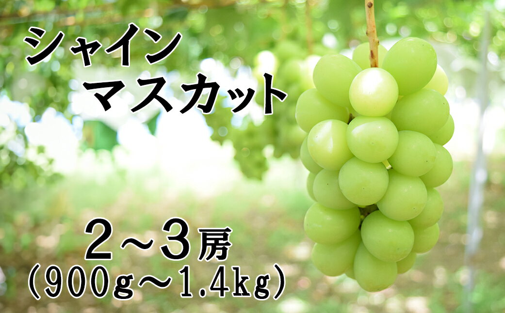 【ふるさと納税】【2026年発送分 先行予約】【2回食べ比べ定期便 別送】シャインマスカット(900g～1.4kg・2～3房)＋ジュエルマスカット(900g～1.4kg・2～3房)　ぶどう シャインマスカット ジュエルマスカット フルーツ 果物 山梨 やまなし 定期便 食べ比べ 先行予約 サムネイル2