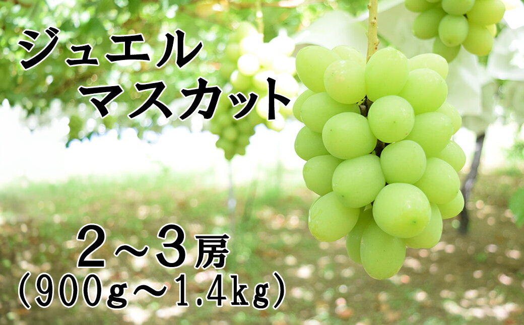 【ふるさと納税】【2026年発送分 先行予約】【2回食べ比べ定期便 別送】シャインマスカット(900g～1.4kg・2～3房)＋ジュエルマスカット(900g～1.4kg・2～3房)　ぶどう シャインマスカット ジュエルマスカット フルーツ 果物 山梨 やまなし 定期便 食べ比べ 先行予約 サムネイル3