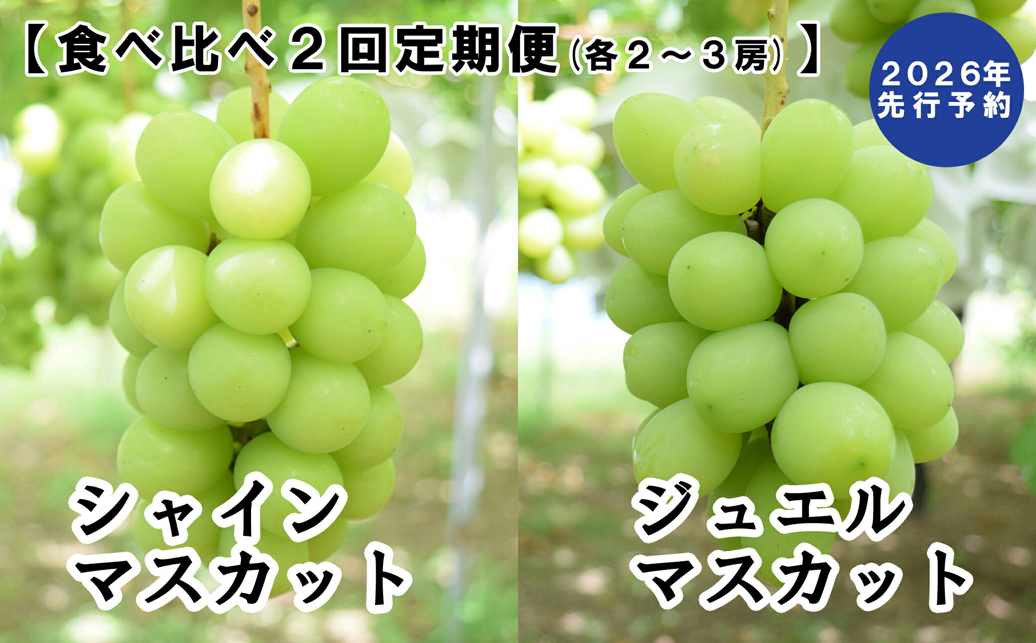 【2026年発送分 先行予約】【2回食べ比べ定期便 別送】シャインマスカット(900g～1.4kg・2～3房)＋ジュエルマスカット(900g～1.4kg・2～3房)　ぶどう シャインマスカット ジュエルマスカット フルーツ 果物 山梨 やまなし 定期便 食べ比べ 先行予約