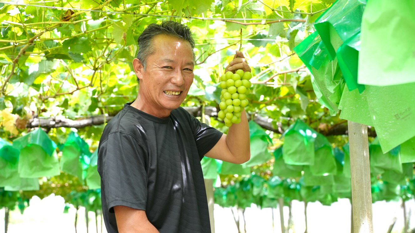 【ふるさと納税】【2026年発送分 先行予約】シャインマスカット（1.6-1.8kg）　シャイン マスカット シャインマスカット ぶどう 葡萄 ブドウ 果物 くだもの フルーツ 大粒 産地直送 先行予約 先行受付 山梨 やまなし有機肥料 山梨県産 富士川町 サムネイル3