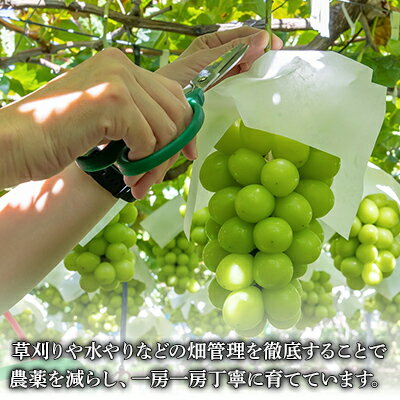 【ふるさと納税】【2026年発送分 先行予約】 シャインマスカット 2～3房（約1.2kg） 8月中旬以降発送予定 フルーツ 山梨 シャイン マスカット くだもの 大粒 人気 厳選 ブドウ ぶどう 葡萄 富士川町 先行予約（C4101） サムネイル3