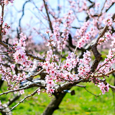 【ふるさと納税】【富士川町穂積産ゆず使用】ゆずピール（80g×8袋）　高品質 柚 ゆず ユズ 柚子 製菓 ドライフルーツ 富士川町 山梨 やまなし 柑橘 サムネイル3