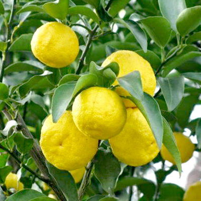 【ふるさと納税】【富士川町穂積産ゆず使用】ゆずピール（80g×8袋）　高品質 柚 ゆず ユズ 柚子 製菓 ドライフルーツ 富士川町 山梨 やまなし 柑橘 サムネイル2