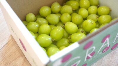 【ふるさと納税】【2026年発送分 先行予約】【訳あり】 シャインマスカット 粒にて 約1kg　シャイン マスカット フルーツ 山梨県産 果物 くだもの ぶどう ブドウ 葡萄 大粒 種なし 産地直送 富士川町 家庭用 規格外 斎庵 サムネイル3