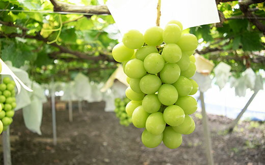 【ふるさと納税】【2026年発送分 先行予約】＼＼農家直送！／／小林農園のシャインマスカット3～4房（2kg前後）　シャイン マスカット シャインマスカット ぶどう 葡萄 ブドウ 果物 くだもの フルーツ 2kg 産地直送 先行予約 先行受付 山梨 やまなし サムネイル3