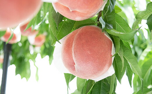 【ふるさと納税】【2026年発送分 先行予約】【朝採れももを直送！】【7月以降発送予定】【特選】フルーツ王国やまなし 小林農園の桃（6〜9個入り/3kg前後）桃 モモ もも ピーチ 3kg フルーツ 果物 山梨 富士川町 甘い 夢みずき 浅間白桃 なつっこ 川中島白桃 一宮水蜜 白秋 サムネイル3