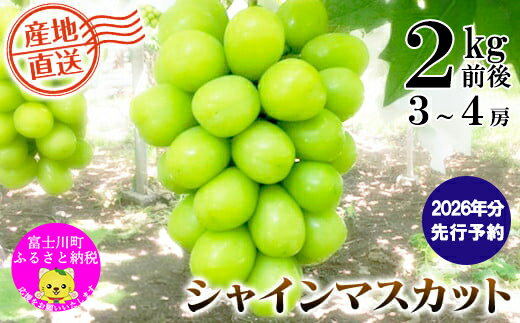 【2026年発送分 先行予約】＼＼農家直送！／／小林農園のシャインマスカット3～4房（2kg前後）　シャイン マスカット シャインマスカット ぶどう 葡萄 ブドウ 果物 くだもの フルーツ 2kg 産地直送 先行予約 先行受付 山梨 やまなし