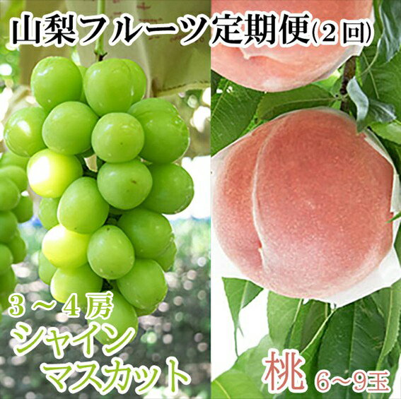 【2026年発送分 先行予約】【フルーツ王国やまなしのフルーツ定期便】 小林農園のシャインマスカット（3～4房 2kg前後）＆桃（6～9玉 3kg前後）定期便（2回）　シャイン ぶどう ブドウ 葡萄 桃 もも 果物 くだもの フルーツ 定期便 食べ比べ 山梨