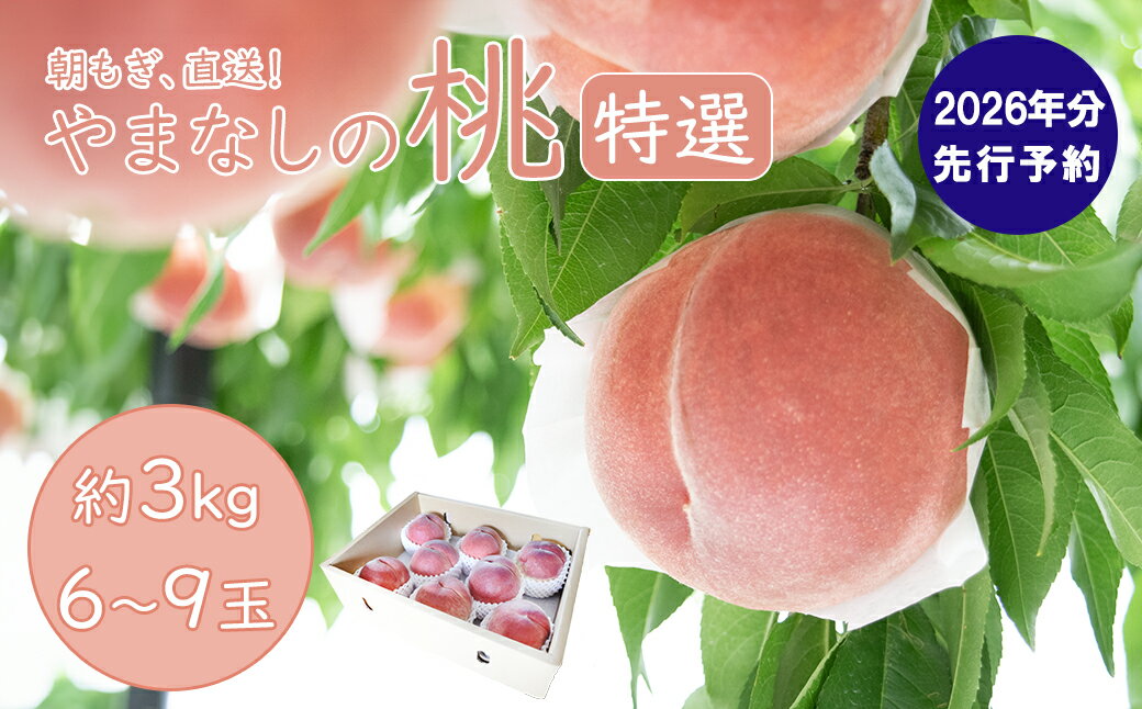 【2026年発送分 先行予約】【朝採れももを直送！】【7月以降発送予定】【特選】フルーツ王国やまなし 小林農園の桃（6〜9個入り/3kg前後）桃 モモ もも ピーチ 3kg フルーツ 果物 山梨 富士川町 甘い 夢みずき 浅間白桃 なつっこ 川中島白桃 一宮水蜜 白秋