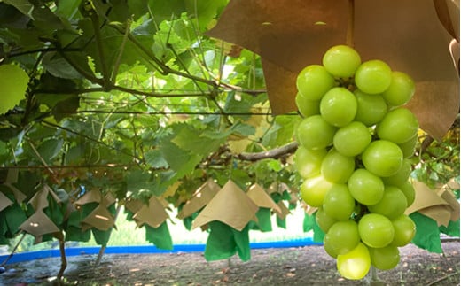 【ふるさと納税】【数量限定】【2026年発送分 先行予約】シャインマスカット（4kg以上・6～9房）　シャイン マスカット ぶどう ブドウ 葡萄 フルーツ 果物 くだもの 山梨 やまなし 富士川町 サムネイル3